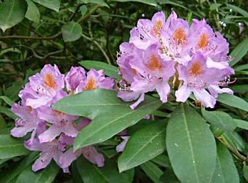 pontic rhododendron